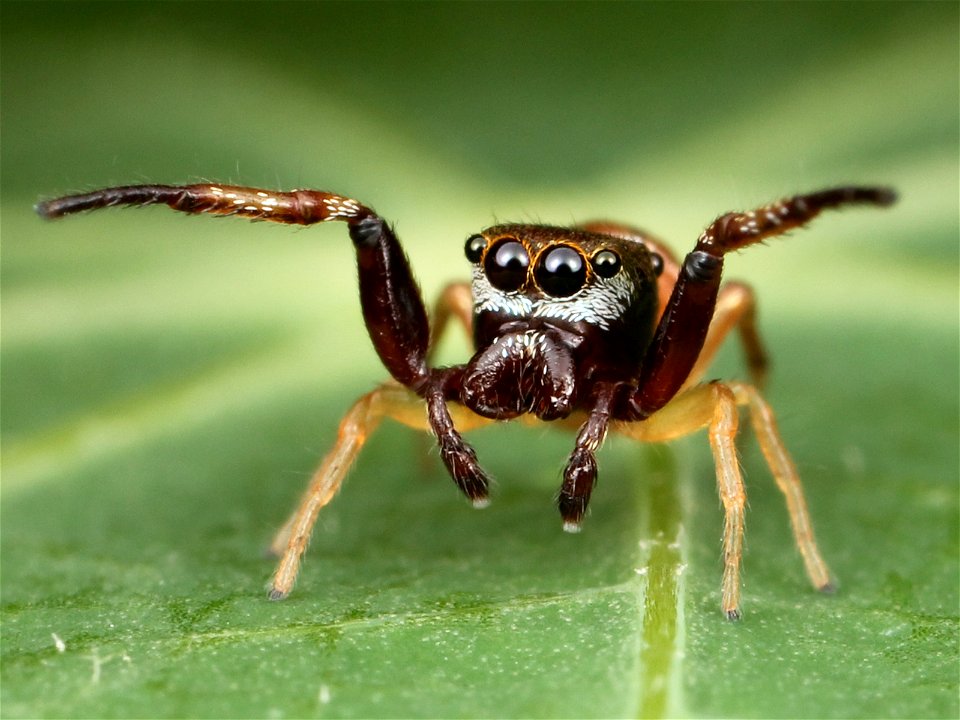 Adult male Zygoballus rufipes jumping spider from Acton, Massachusetts