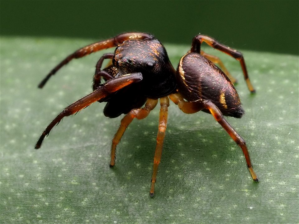 Adult male Zygoballus rufipes jumping spider in West Virginia