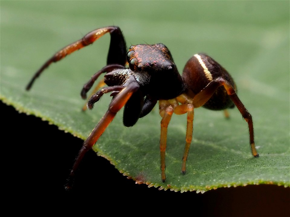 Adult male Zygoballus rufipes jumping spider in West Virginia