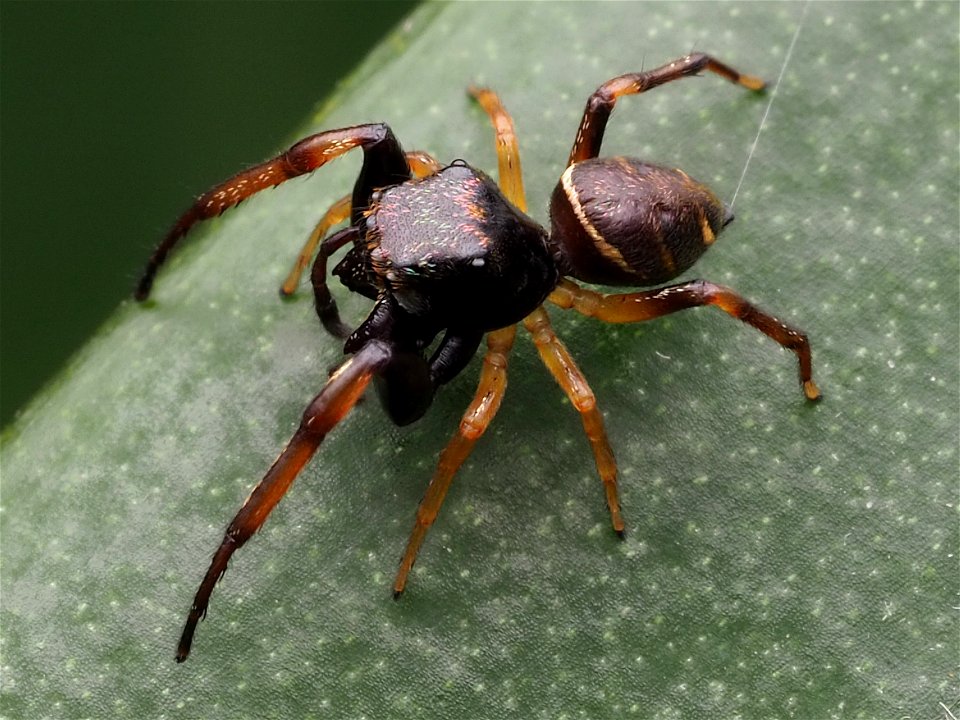Adult male Zygoballus rufipes jumping spider in West Virginia