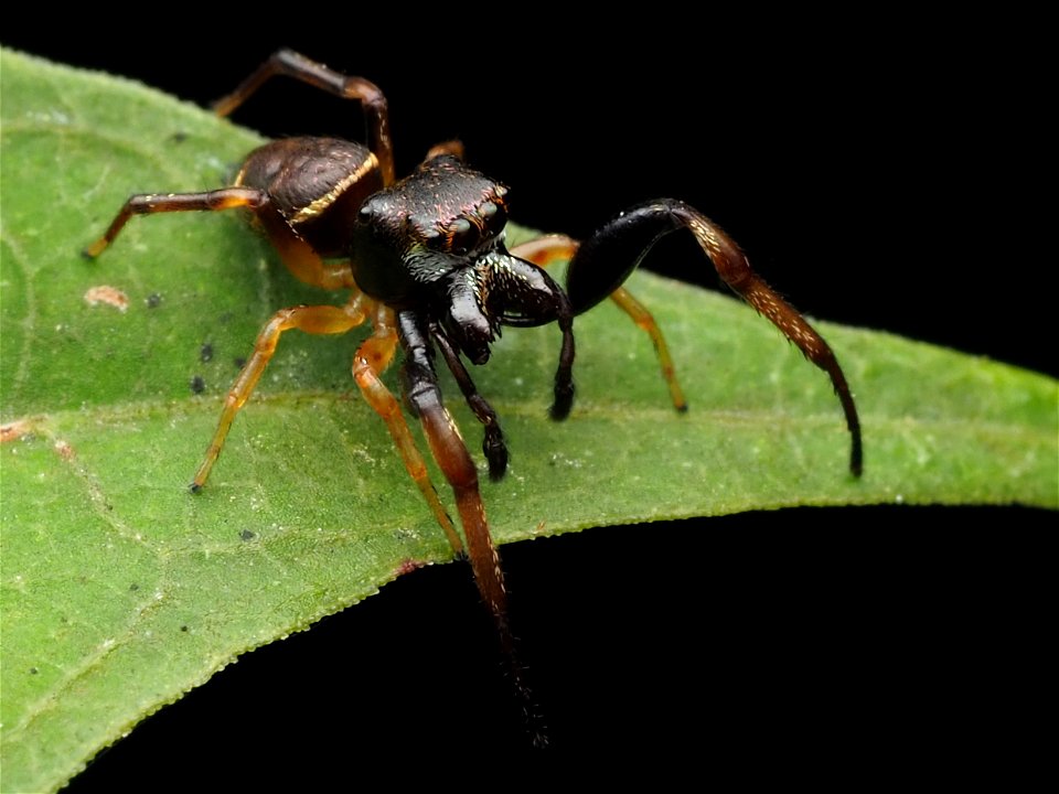 Adult male Zygoballus rufipes jumping spider in West Virginia