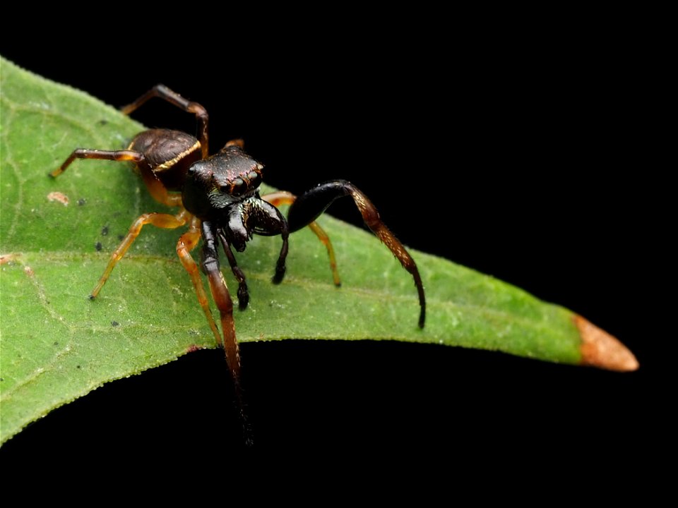 Adult male Zygoballus rufipes jumping spider in West Virginia