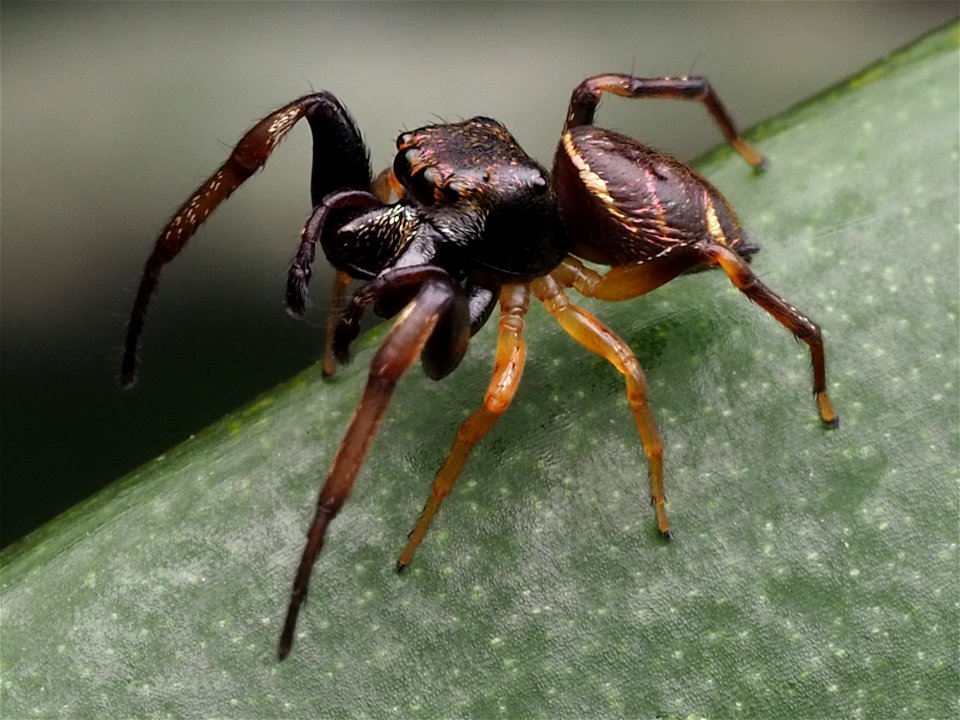 Adult male Zygoballus rufipes jumping spider in West Virginia