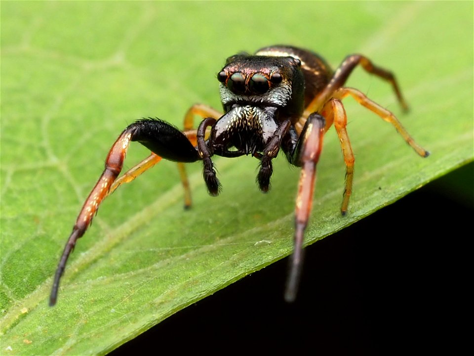 Adult male Zygoballus rufipes jumping spider in West Virginia