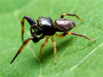 Male Zygoballus rufipes jumping spider in the United States