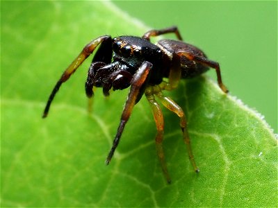 Male Zygoballus rufipes jumping spider in the United States