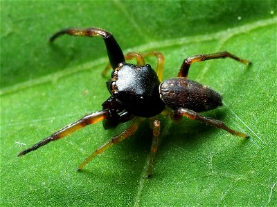 Male Zygoballus rufipes jumping spider in the United States