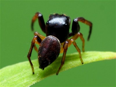 Male Zygoballus rufipes jumping spider in the United States