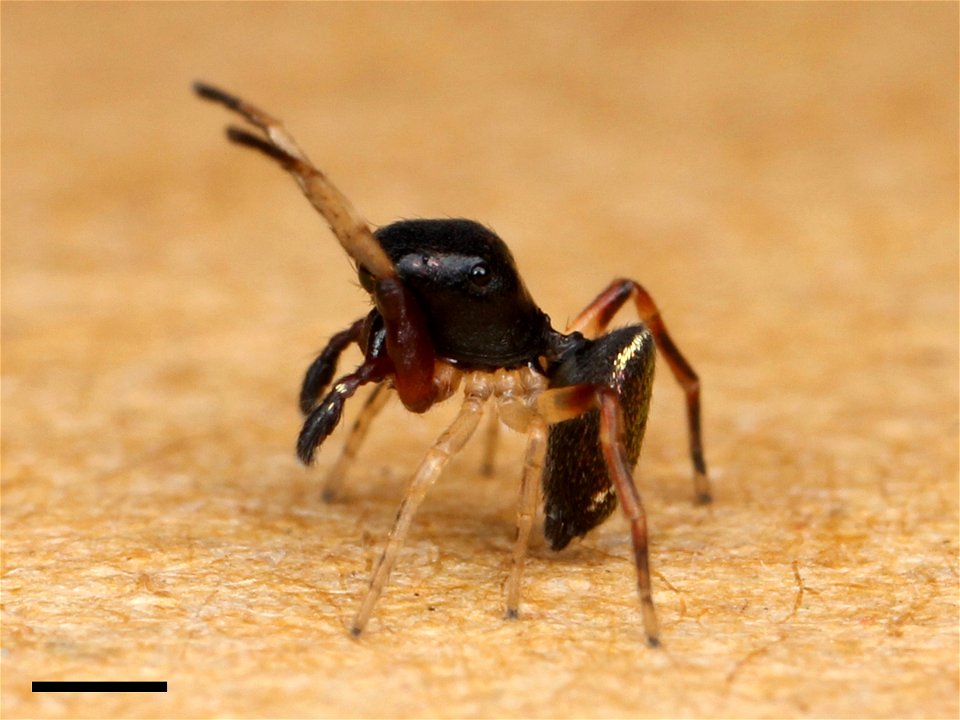 An adult male Zygoballus rufipes jumping spider in a defensive posture (after seeing its reflection in a mirror). Scale is 1 mm.