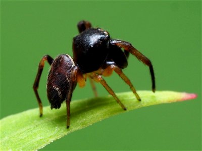 Male Zygoballus rufipes jumping spider in the United States