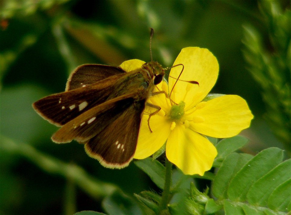 African Straight Swift_Parnara Bada