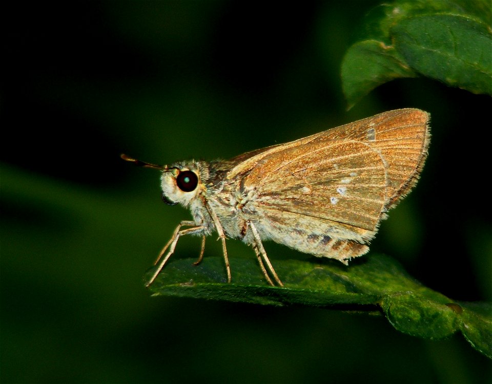 African Straight Swift_Parnara Bada