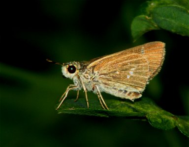 African Straight Swift_Parnara Bada