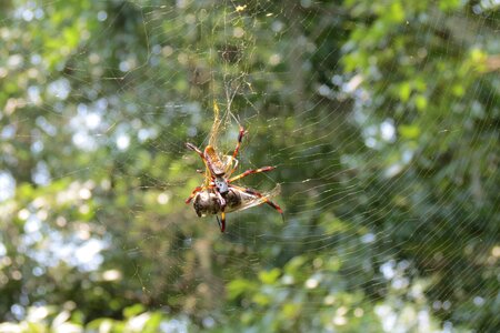 Insect web nature