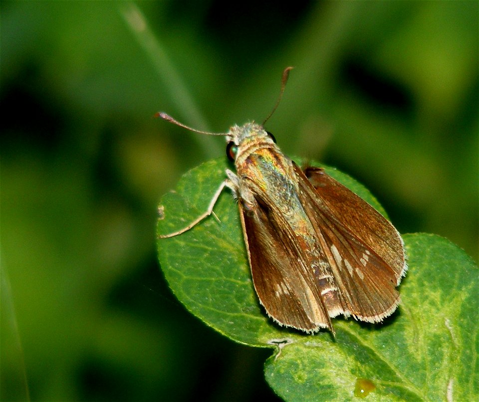 African Straight Swift_Parnara Bada