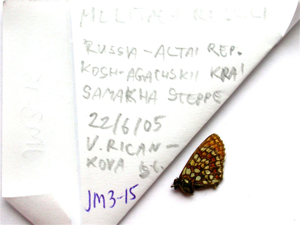 RUSSIA.  Altai Rep., Kosh-Agachskii krai, samakha steppe,    <a href="http://nymphalidae.utu.fi/story.php?code=JM3-15" rel="nofollow">see in our database</a>