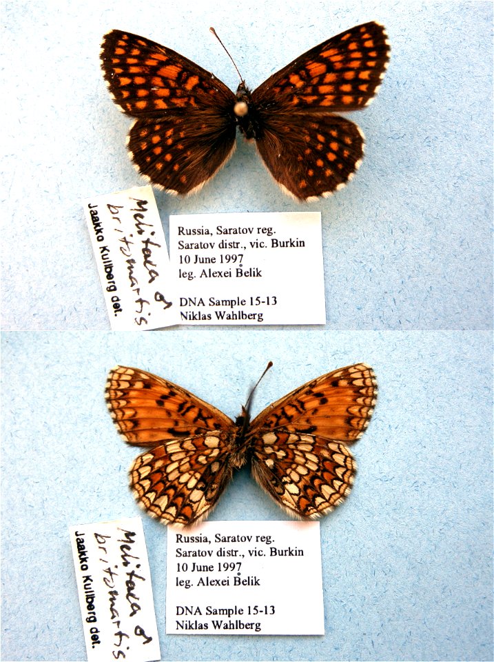 RUSSIA.  Saratov, Saratov,  Cladistics 2000, BJLS 2009,   <a href="http://nymphalidae.utu.fi/story.php?code=NW15-13" rel="nofollow">nymphalidae.utu.fi/story.php?code=NW15-13</a>