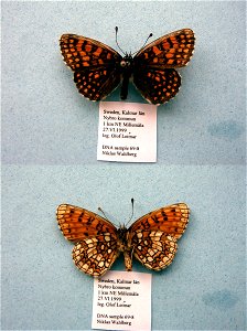 SWEDEN. BJLS 2005, MPE 2007, Exemplar, <a href="http://nymphalidae.utu.fi/story.php?code=NW69-8" rel="nofollow">see in our database</a> photo