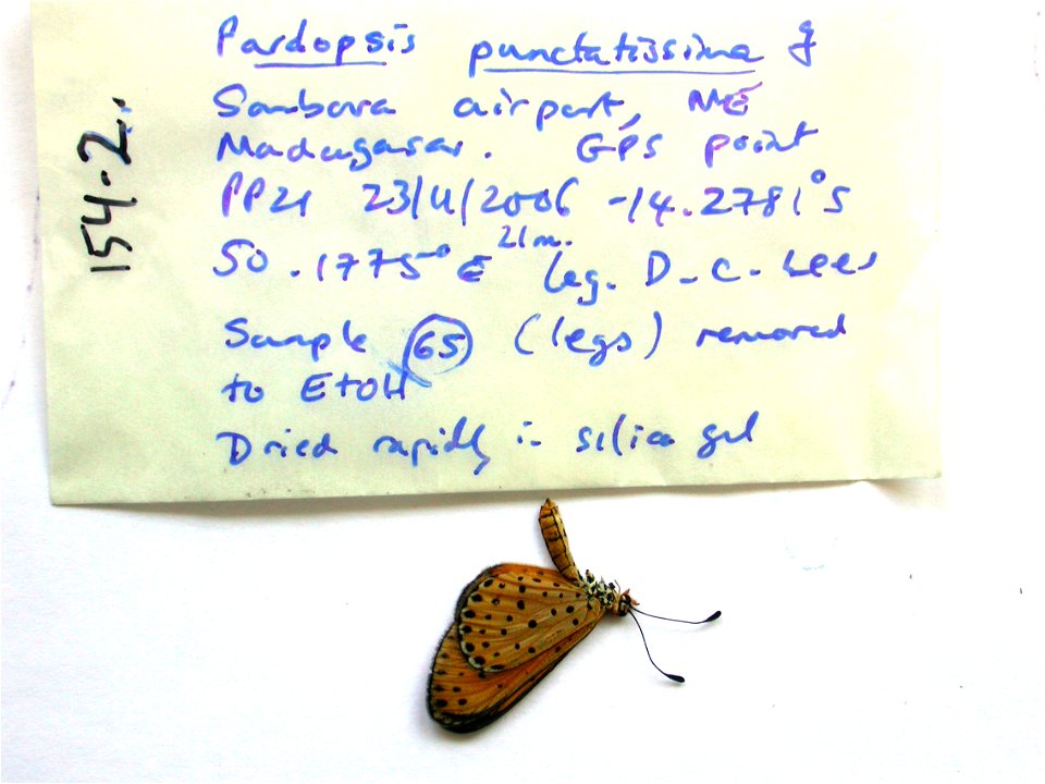 MADAGASCAR.  NE Madagascar, Sambava Airport,  MPE 2008, PRS 2009,  Exemplar,  <a href="http://nymphalidae.utu.fi/story.php?code=NW154-2" rel="nofollow">see in our database</a>