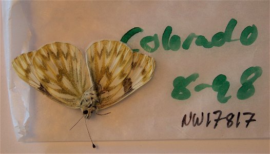 UNITED STATES OF AMERICA.  Colorado, Crested Butte,    <a href="http://www.nymphalidae.net/nsg_db/story.php?code=NW17817" rel="nofollow">see in our database</a>