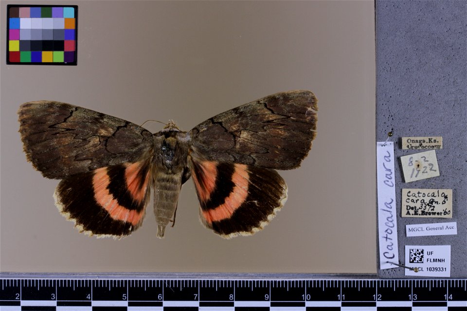 Florida Museum of Natural History, McGuire Center for Lepidoptera and Biodiversity
Catalog #: MGCL_1039331
Taxon: Catocala cara Guenée, 1852

Family: Erebidae