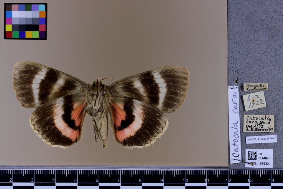 Florida Museum of Natural History, McGuire Center for Lepidoptera and Biodiversity
Catalog #: MGCL_1039331
Taxon: Catocala cara Guenée, 1852 (ventral)

Family: Erebidae