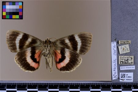 Florida Museum of Natural History, McGuire Center for Lepidoptera and Biodiversity Catalog #: MGCL_1039331 Taxon: Catocala cara Guenée, 1852 (ventral) Family: Erebidae photo