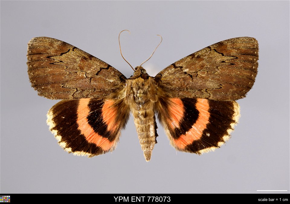 Yale Peabody Museum, Entomology Division Catalog #: YPM ENT 778073 Taxon: Catocala cara Guenee (dorsal) Family: Erebidae Taxon Remarks: Animals and Plants: Invertebrates - Insects Collector: Thomas R. photo