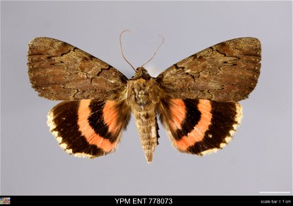 Yale Peabody Museum, Entomology Division Catalog #: YPM ENT 778073 Taxon: Catocala cara Guenee (dorsal) Family: Erebidae Taxon Remarks: Animals and Plants: Invertebrates - Insects Collector: Thomas R. photo