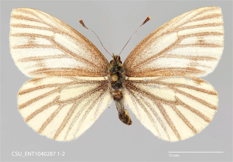 C.P. Gillette Museum of Arthropod Diversity
Catalog #: CSU_ENT1040287
Taxon: Pieris angelika Eitschberger, 1984
Family: Pieridae
Collector: W.W. Judd
Date: 1949-07-17
Locality: Canada, Yukon Territory