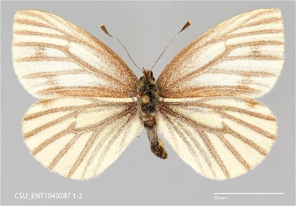 C.P. Gillette Museum of Arthropod Diversity Catalog #: CSU_ENT1040287 Taxon: Pieris angelika Eitschberger, 1984 Family: Pieridae Collector: W.W. Judd Date: 1949-07-17 Locality: Canada, Yukon Territory photo