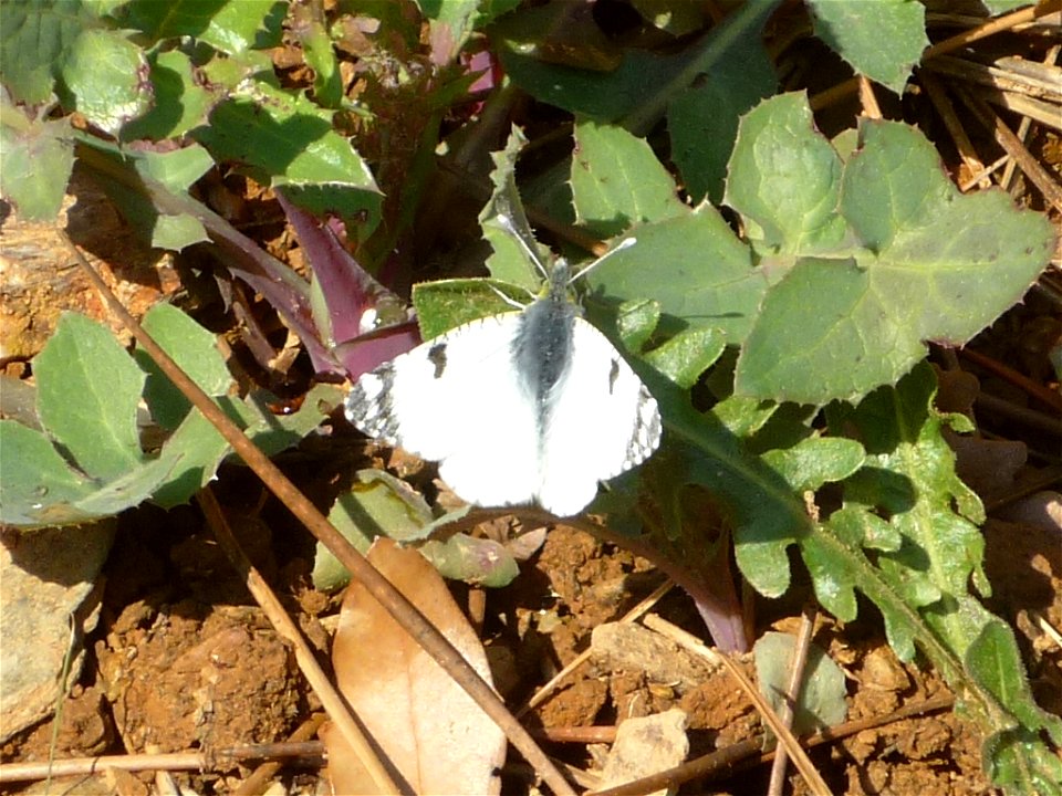 Butterfly Euchloe crameri, Massif de Sicié, south of France, near Toulon and Marseille.
