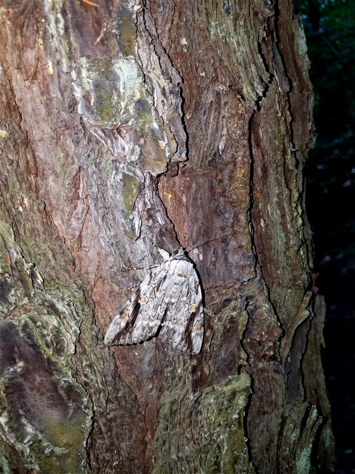 Sad Underwing (Catocala maestosa)