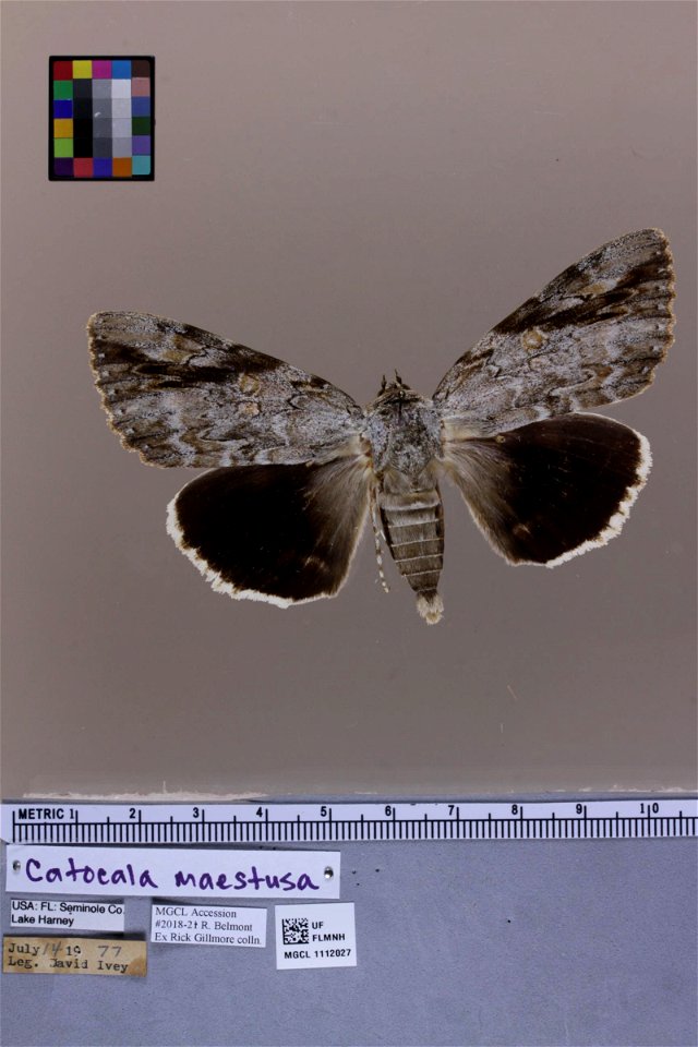 Florida Museum of Natural History, McGuire Center for Lepidoptera and Biodiversity
Catalog #: MGCL_1112027
Taxon: Catocala maestosa Hulst, 1884 (dorsal)
Family: Erebidae

Locality: Florida