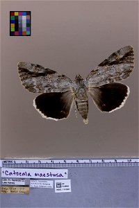 Florida Museum of Natural History, McGuire Center for Lepidoptera and Biodiversity Catalog #: MGCL_1112027 Taxon: Catocala maestosa Hulst, 1884 (dorsal) Family: Erebidae Locality: Florida photo