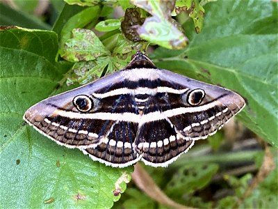 Donuca orbigera. Species of insect. photo