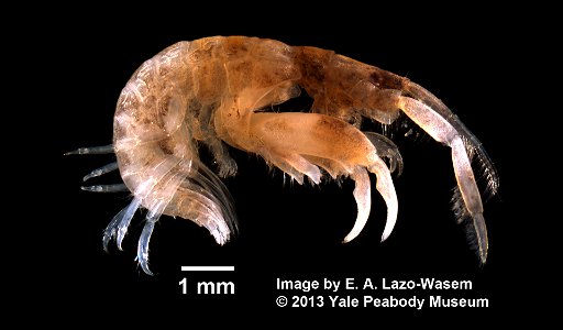 PRESERVED_SPECIMEN; ; 70% alc.; Det. by: Eric A. Lazo-Wasem 2013; GM Image; IZ number 61352; lot count 1; 2012-09-27T00:00:00Z