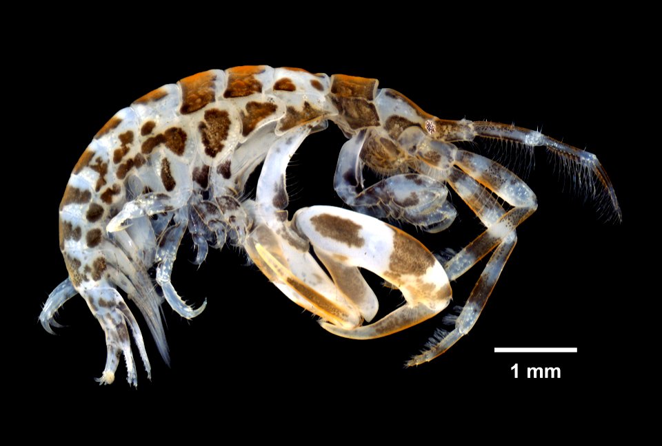 PRESERVED_SPECIMEN; ; 70% alc.; Det. by: Eric A. Lazo-Wasem 2016; GM image; IZ number 81303; lot count 1; 2016-06-09T00:00:00Z