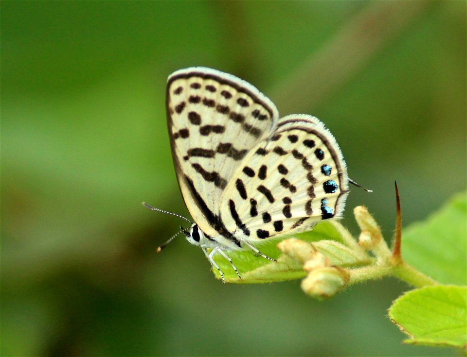 Tarucus nara (Kollar, 1848) – Striped Pierrot