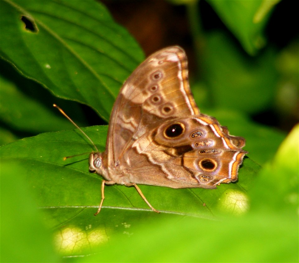 Common Treebrown_Lethe rohria
