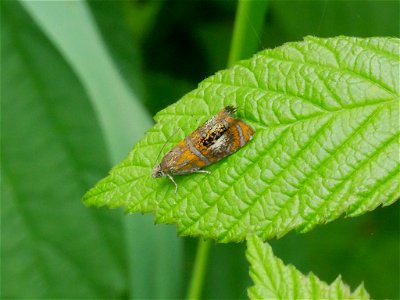 Arched Marble (Olethreutes arcuella)