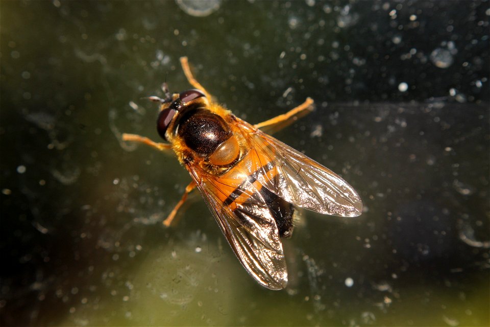 Epistrophe eligans