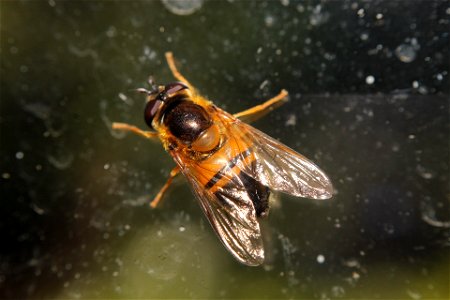 Epistrophe eligans