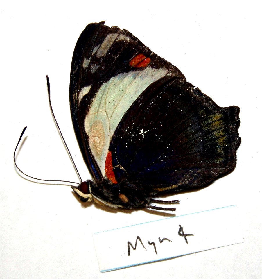PAPUA NEW GUINEA.  Baiyer R., Western Highlands Prov, PNG, 1100 m,    <a href="http://nymphalidae.utu.fi/story.php?code=NW161-6" rel="nofollow">see in our database</a>
