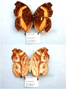 TANZANIA.  Amani,  JEB 2007,   <a href="http://nymphalidae.utu.fi/story.php?code=NW82-14" rel="nofollow">see in our database</a>
