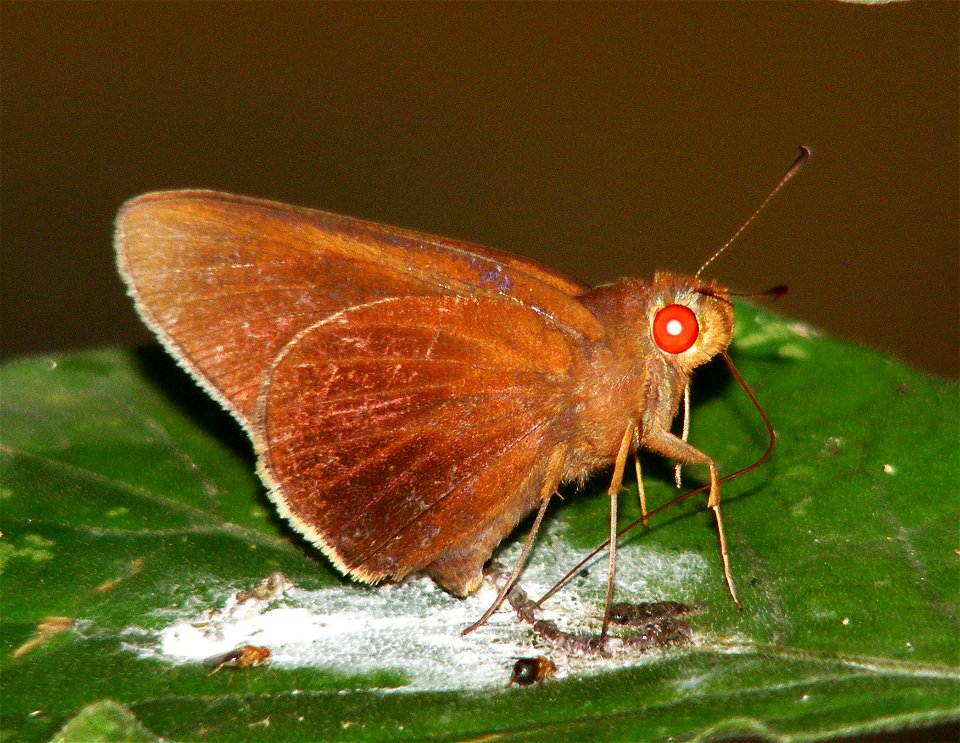 Common Branded Redeye_Matapa aria