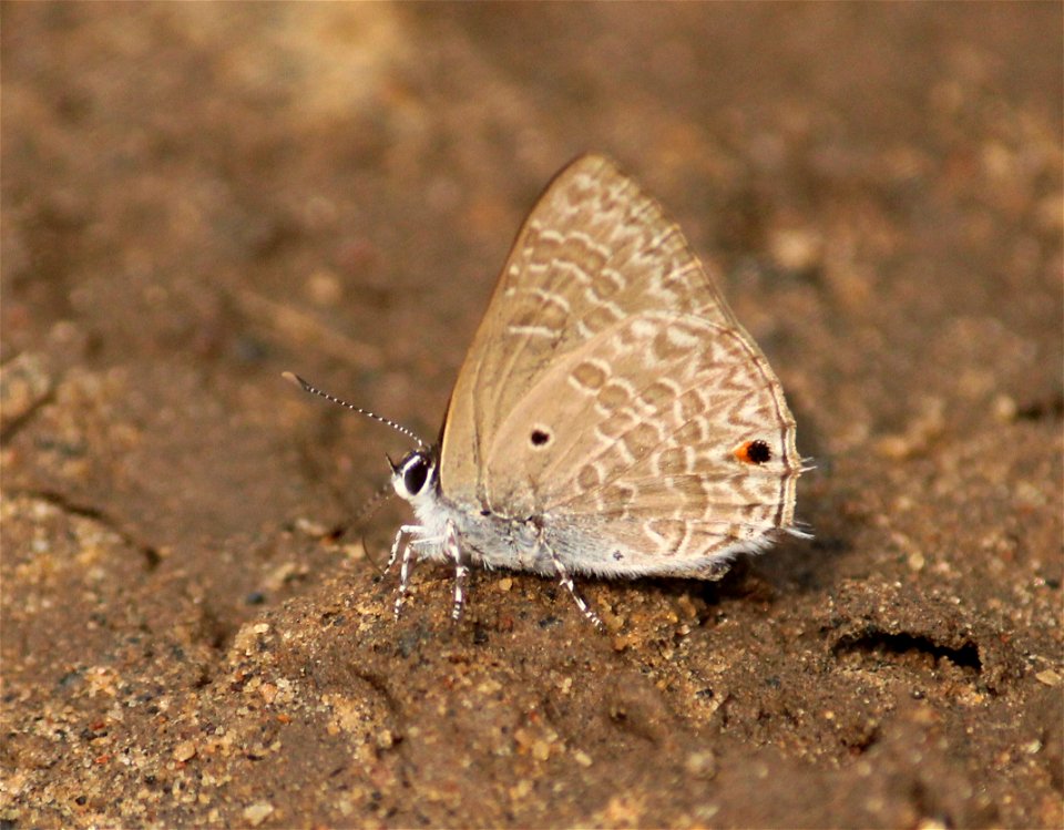 Anthene lycaenina (R. Felder, 1868) – Pointed Ciliate Blue photo