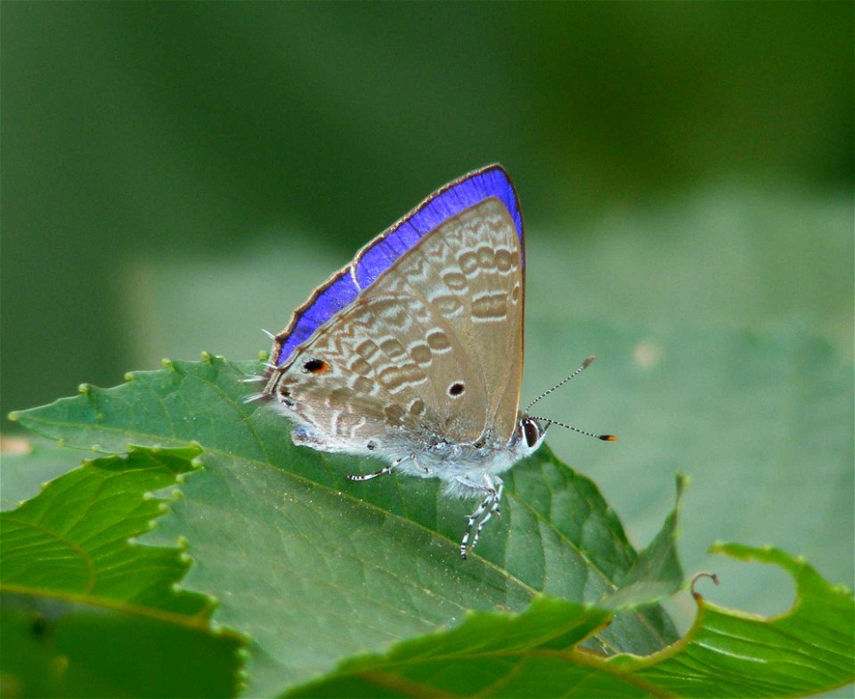 Pointed Ciliate Blue_Anthene Lycaenina
