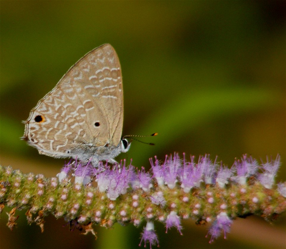 Pointed Ciliate Blue_Anthene lycaenina