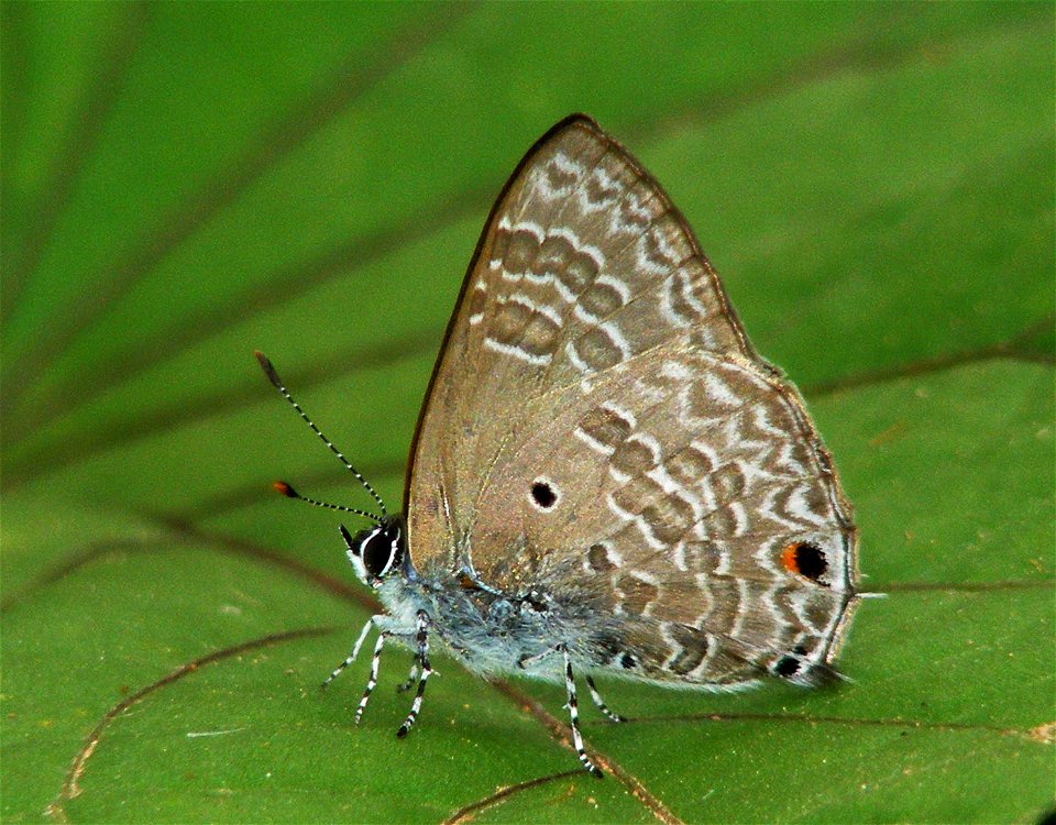 Pointed Ciliate Blue_Anthene lycaenina photo